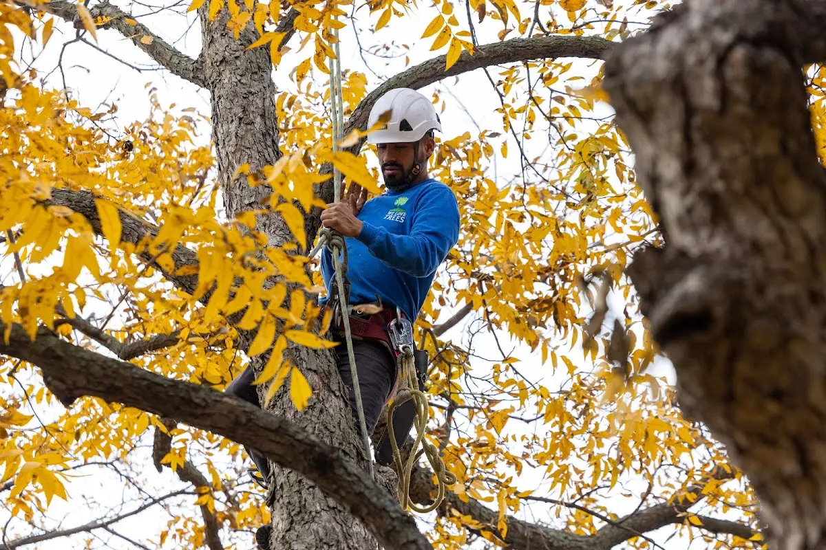 Skilled Tree Planting crew working in Fort Garland