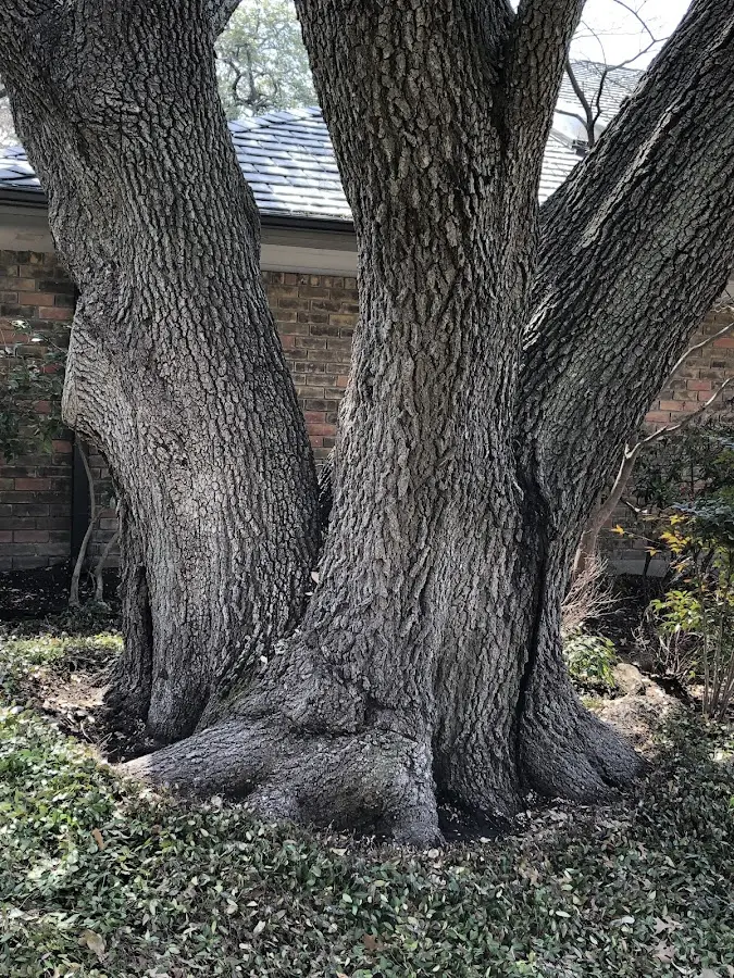 Mature heritage tree close to a Fort Garland property cared for by certified arborists